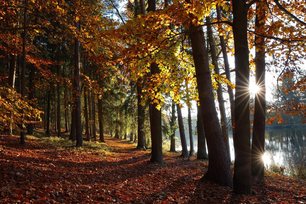 autumn-9251331_1280