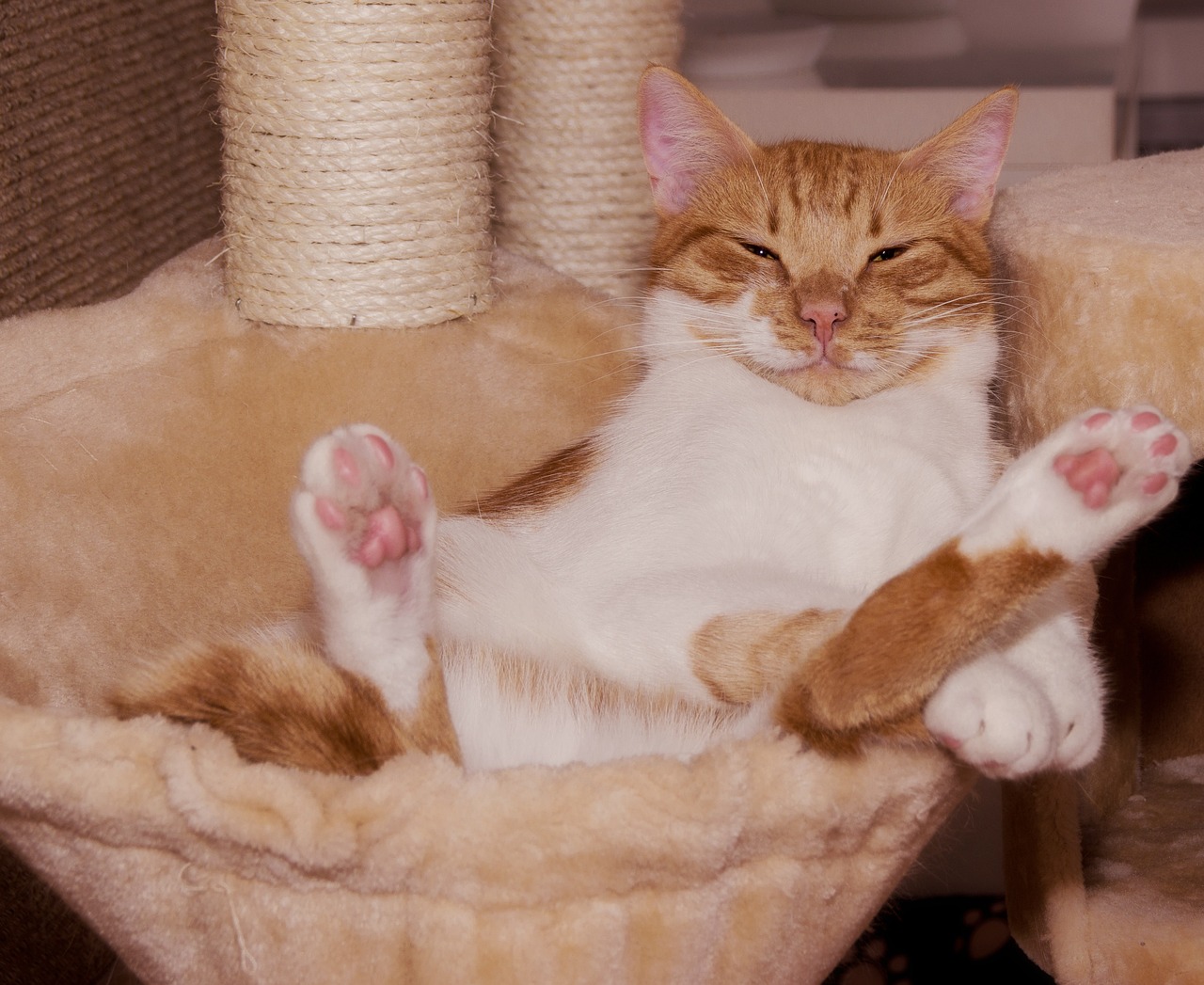 SATISFY CAT