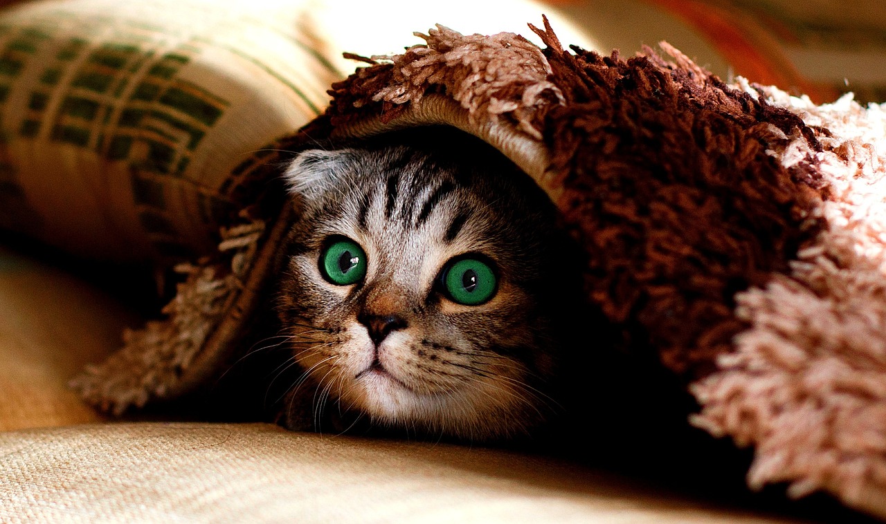 cat KUK