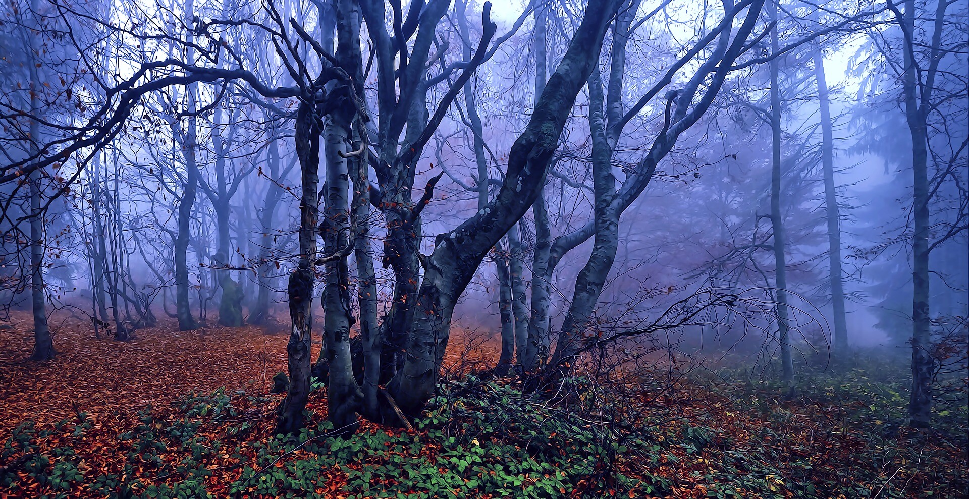 beeches-3842636_1920