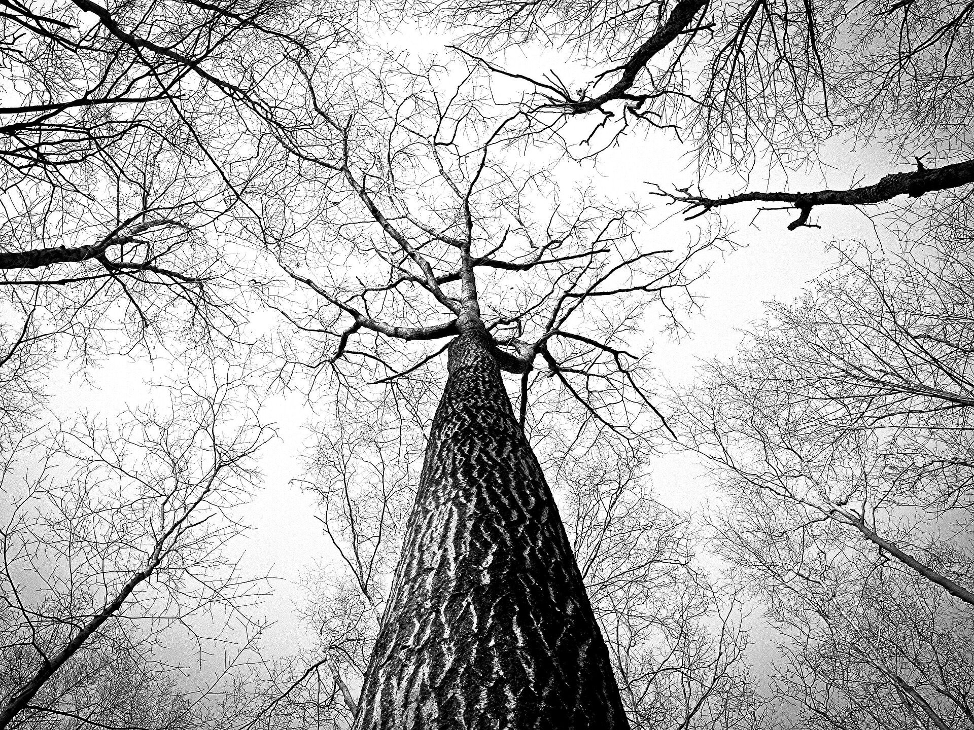 forest-238379_1920