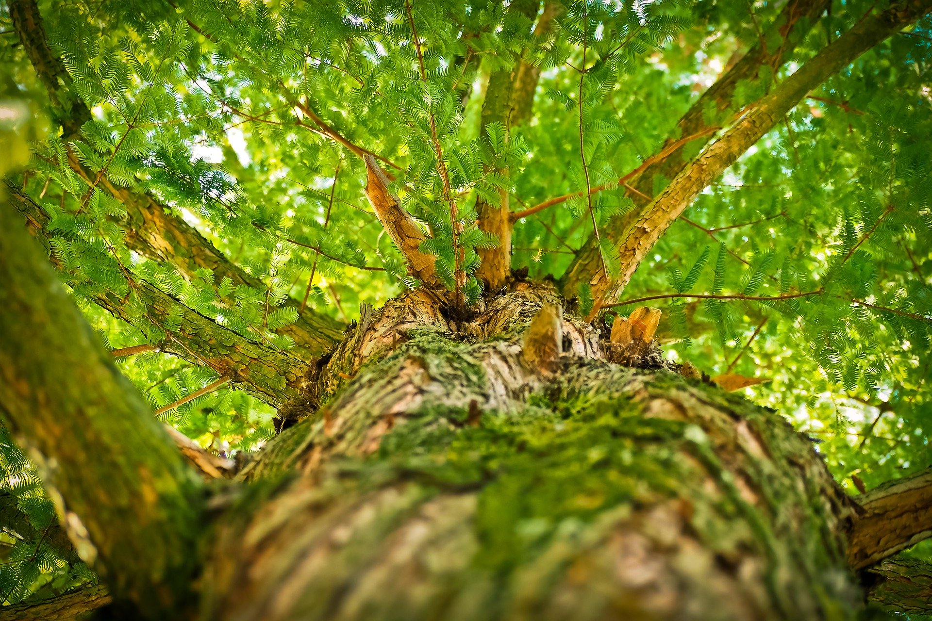 tree man best